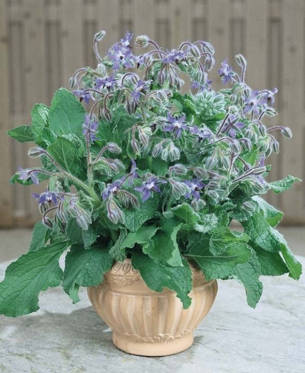 Companion Planting Herbs In Pots Borage With Blue Flowers Blooming In A Small, Ceramic Pot Photo 834