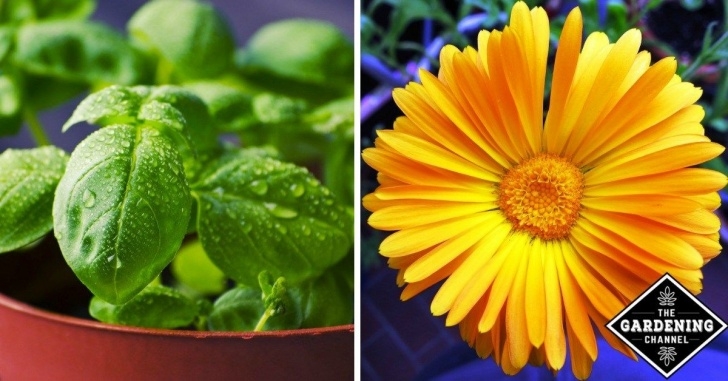 Companion Planting Herbs In Pots Companion Planting: Herbs That Pair Perfectly As Growing Image 424
