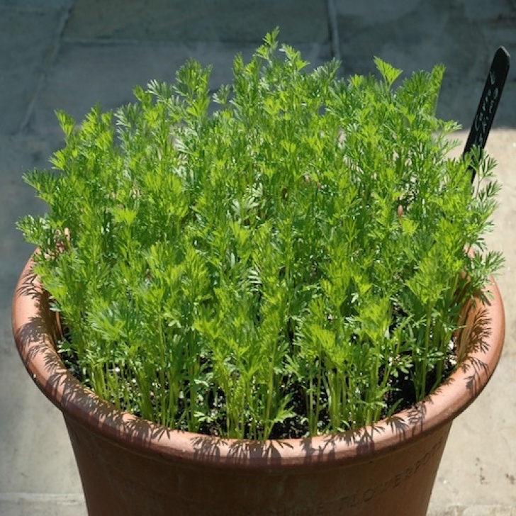 Companion Planting Herbs In Pots Container Gardening - Growing Vegetables In Urban Planters Picture 992