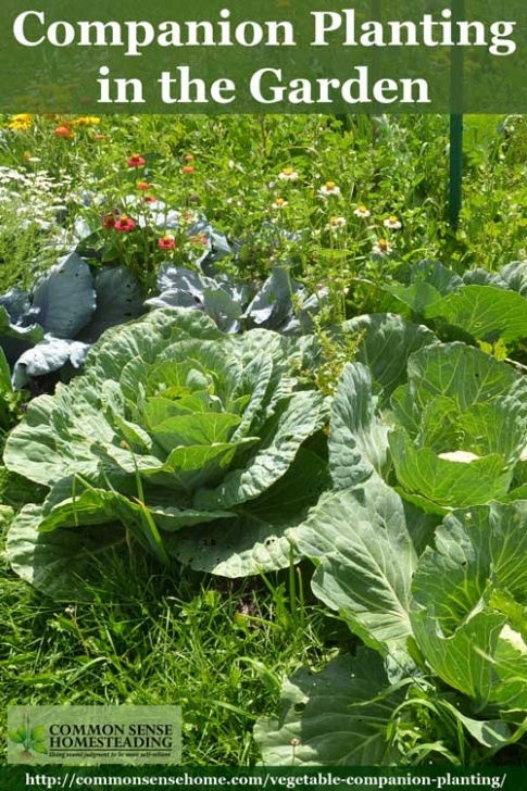 Companion Planting Herbs Vegetable Companion Planting In The Garden Photo 238