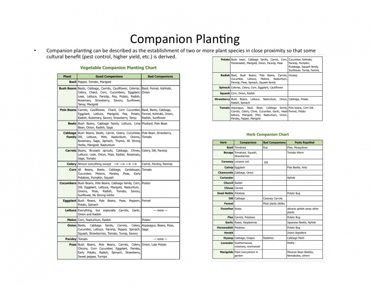 Companion Planting Peas All About Three Sisters Planting - Companion Planting At Image 503