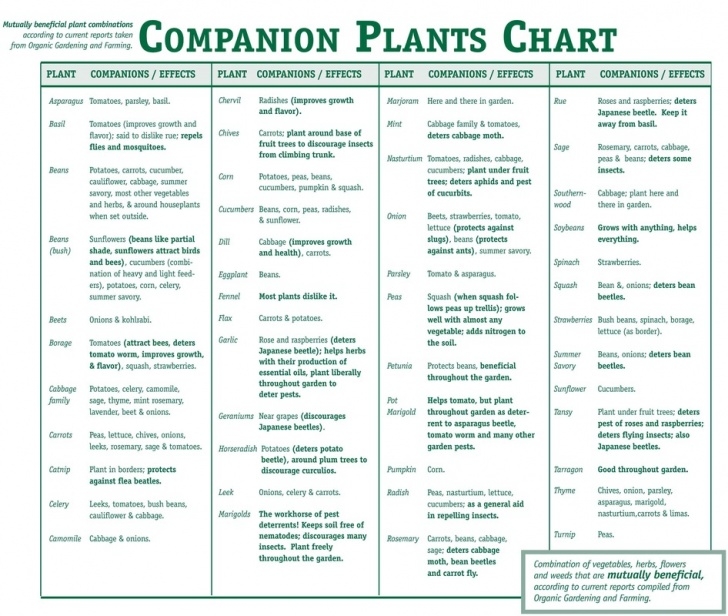 Companion Planting Peas Companion Planting - Smart Health Talk Image 970