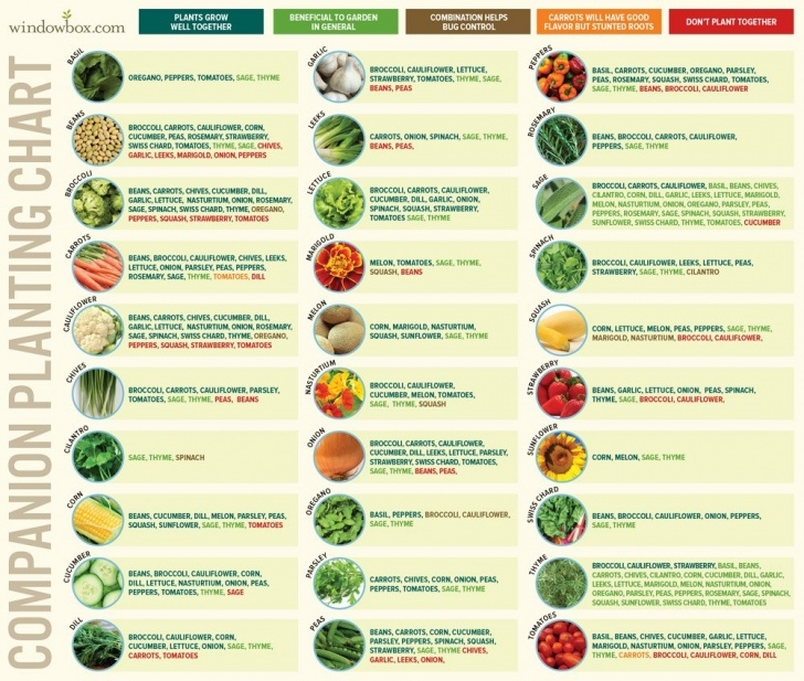 Companion Planting Peas Companion Planting: The Gardener’s Way To Garden Image 053