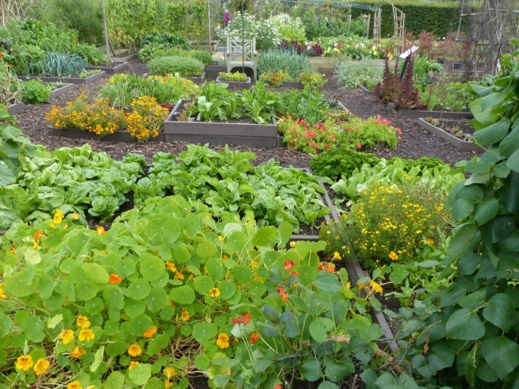 Companion Planting Peas Companion Vegetable Garden Layout | The Old Farmer'S Almanac Picture 966