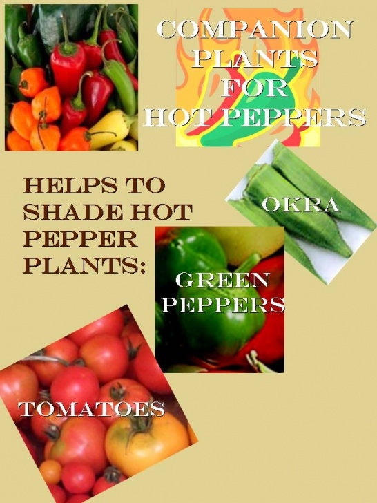 Companion Planting Peas Gardening With Red Hill: Companion Planting With Hot Peppers Photo 157