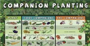 Companion Planting Peas [Infographic] Companion Planting Guide - Sustainable Image 999