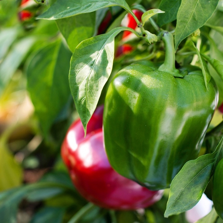 Companion Plants For Peppers Companion Planting With Herbs | Garden Tips | West Coast Photo 940