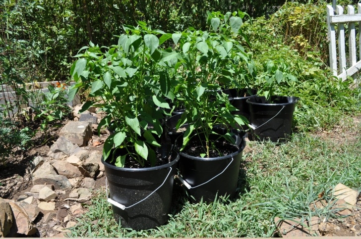 Companion Plants For Peppers Ethan'S Heirloom Gardens Photo 816