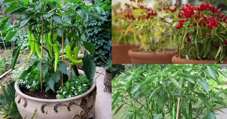 Companion Plants For Peppers Growing Hot Peppers In Containers | How To Grow Chili Photo 240