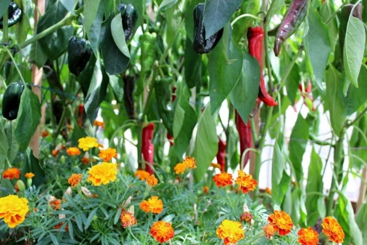 Companion Plants For Peppers Image Result For Peppers With Companion Plants | Planting Image 298