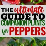 Companion Plants For Peppers The Best Companion Plants For Peppers In Your Backyard Picture 112