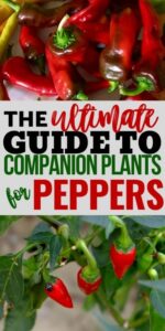 Companion Plants For Peppers The Best Companion Plants For Peppers In Your Backyard Picture 112