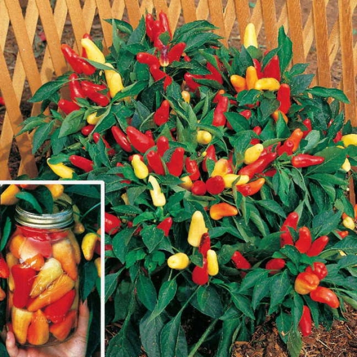 Companion Plants For Peppers Your Sweet Peppers' Worst Enemies - Official Blog Of Park Seed Picture 861