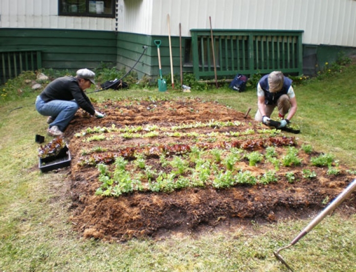 Compost For Vegetable Garden A Guide To Learning The Lasagna Gardening Technique Picture 285