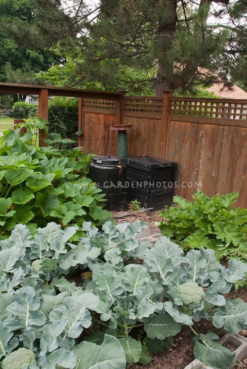 Compost For Vegetable Garden Compost Bins In Vegetable Garden | Plant &amp; Flower Stock Picture 357