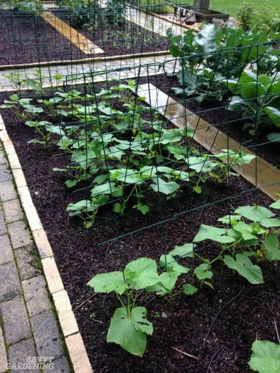 Compost For Vegetable Garden Digging Into Mulches: Types Of Landscape Mulch For Your Garden Picture 673