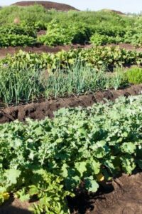 Compost For Vegetable Garden Get Rid Of Garden Rats | Wearefound Home Design Image 306 Compost For Vegetable Garden Get Rid Of Garden Rats | Wearefound Home Design Image 306