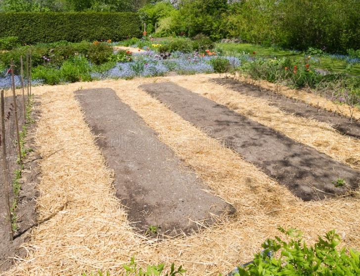 Compost For Vegetable Garden Vegetable Garden Stock Photos - Image: 31106723 Picture 793