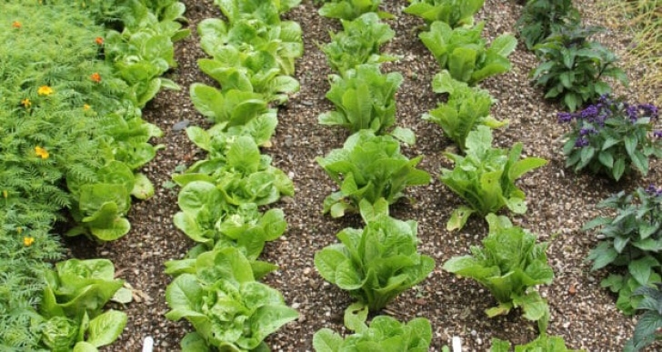 Corn Companion Plants Companion Planting: Vegetables "Buddies" That That Thrive Image 171
