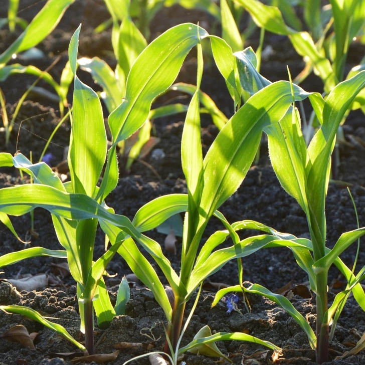 Corn Companion Plants Companion Planting With Herbs | Garden Tips | West Coast Photo 649