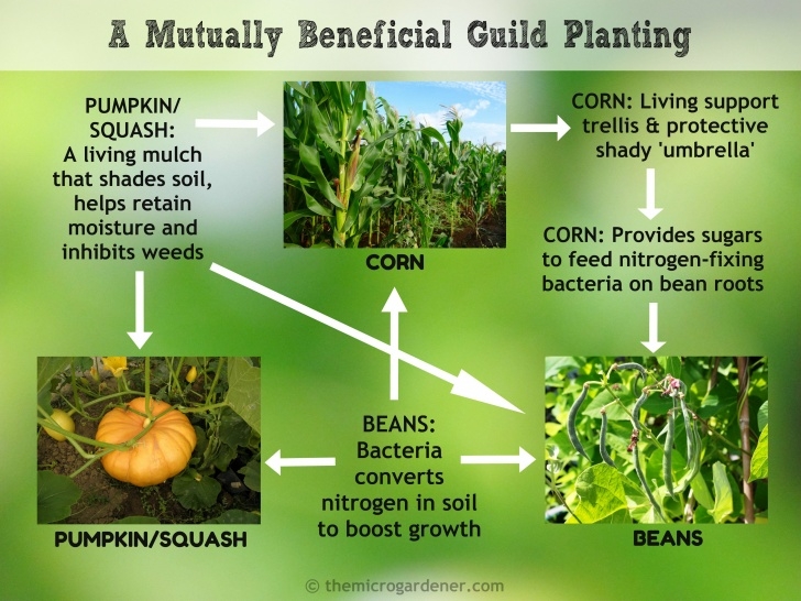 Corn Companion Plants Design Tips For A Productive Kitchen Garden | Planting Image 633