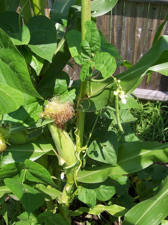 Corn Companion Plants Earth2You: Companion Planting, Because Sometimes We All Picture 054