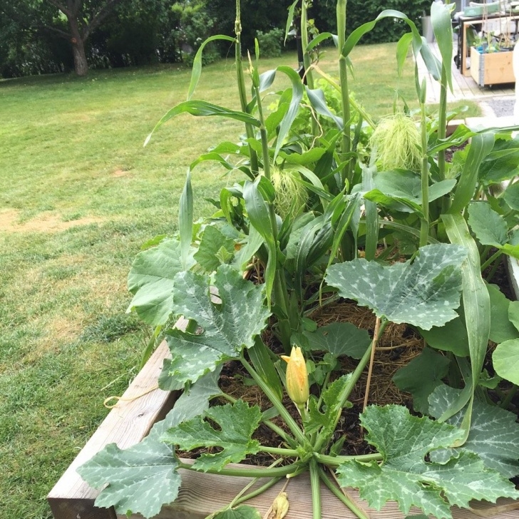 Corn Companion Plants Growing Three Sisters - Companion Planting Corn, Zucchini Photo 075