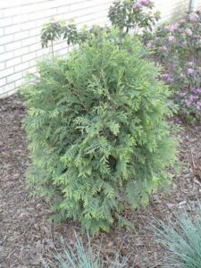 Countryside Landscapes &amp; Garden Centre Hardy Shrubs | Countryside Landscapes &amp; Garden Centre Image 108