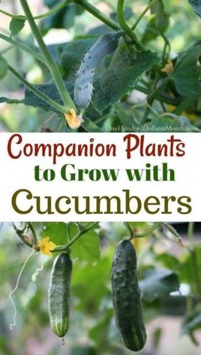 Cucumber Companion Plants 9 Companion Plants To Grow With Cucumbers (With Images Picture 041