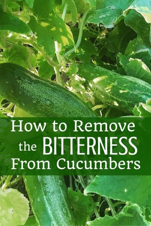 Cucumber Companion Plants How To Remove The Bitterness From Cucumbers | Bitter Photo 522
