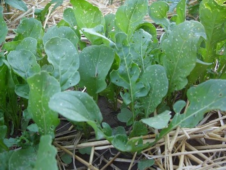 Cucumber Companion Plants Pests! Flea &amp; Cucumber Beetles – Gophers | Cucumber Picture 570