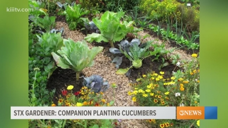 Cucumber Companion Plants Stx Gardener: Companion Planting Cucumbers | Kiiitv Photo 840