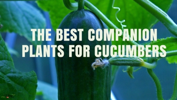 Cucumber Companion Plants The Best Companion Plants For Cucumbers In The Backyard Garden Picture 155