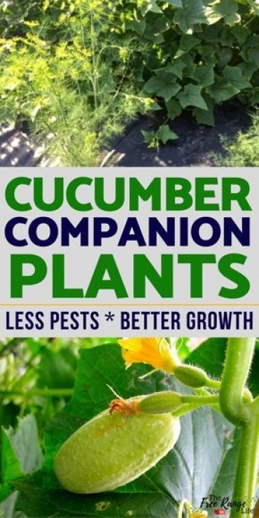 Cucumber Companion Plants The Best Companion Plants For Cucumbers In The Backyard Photo 007