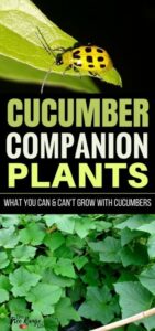 Cucumber Companion Plants The Best Companion Plants For Cucumbers In The Backyard Photo 315