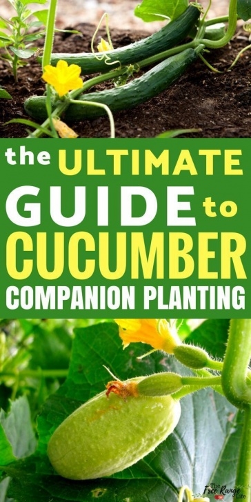 Cucumber Companion Plants The Best Companion Plants For Cucumbers In The Backyard Picture 469