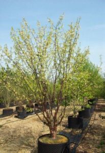 Deciduous Trees For Small Gardens Prunus Serrula - Multi-Stem Plant | Garden Trees, Prunus Picture 150