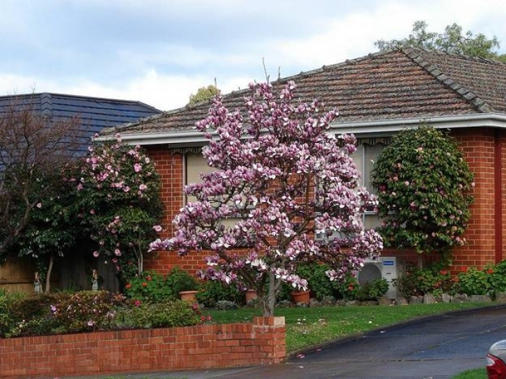Decorative Trees For Front Yard Gardens With Magnolia Trees, 25 Healing Backyard Ideas To Picture 247