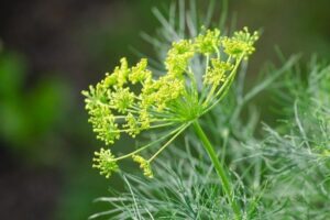 Dill Companion Plants Companion-Planting-Brussels-Sprouts-Herbs-Dill | Growing Photo 612