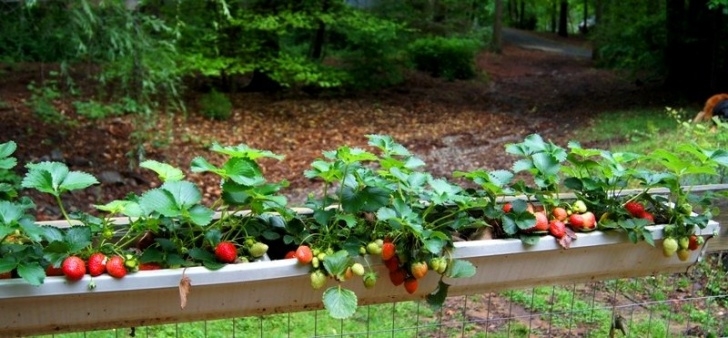 Diy Network Gutter Garden 6 Diy Ways To Grow A Vertical Strawberry Garden Image 672