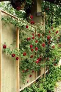 Diy Rose Garden Homemade Rose Trellis. | Garden Projects, Rose Trellis Picture 170