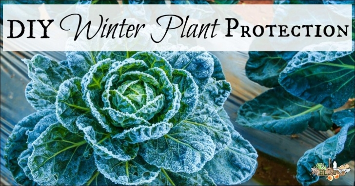 Diy Winter Garden Diy Winter Plant Protection - Homestead Lady Image 346