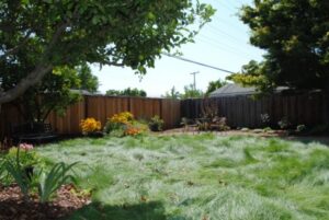 Drought Friendly Yard What Does A Water-Wise, Drought Tolerant Yard Look Like Photo 032