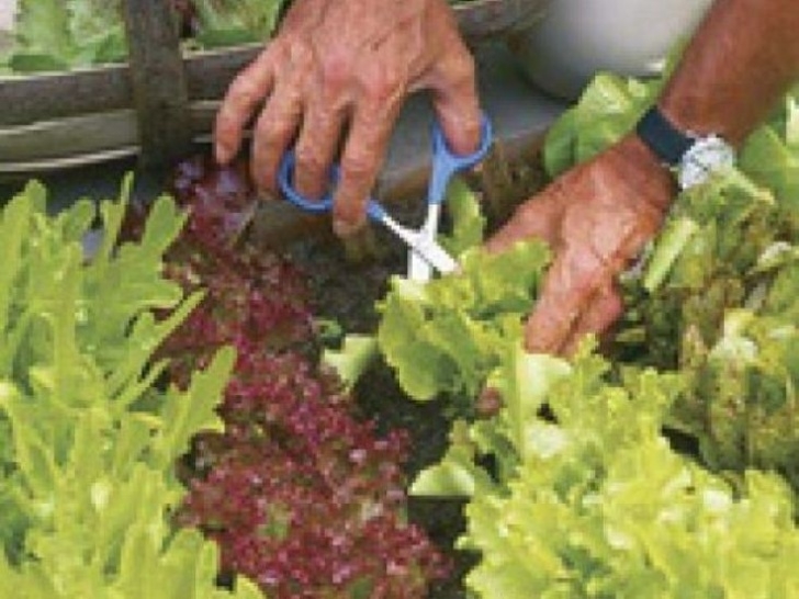 Drought Resistant Vegetables Consider These Heat, Drought Tolerant Vegetables For Your Photo 978