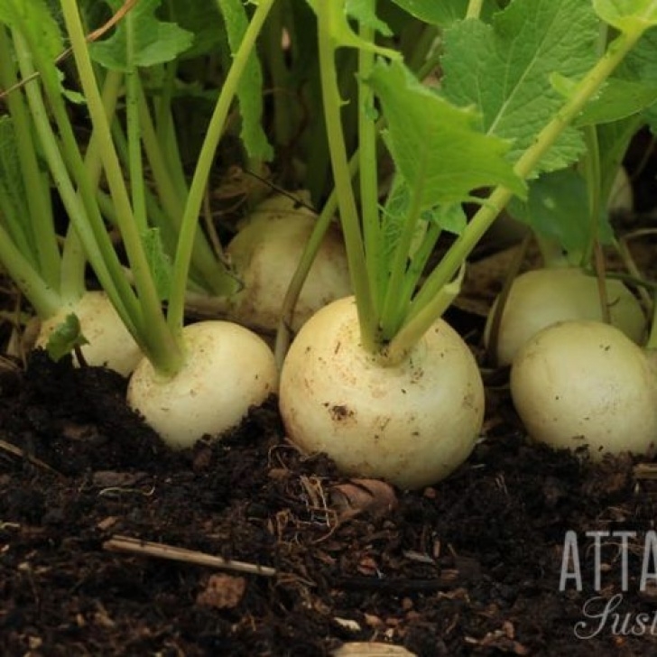 Drought Resistant Vegetables Drought Resistant Crops &amp; Water Wise Techniques For The Image 910