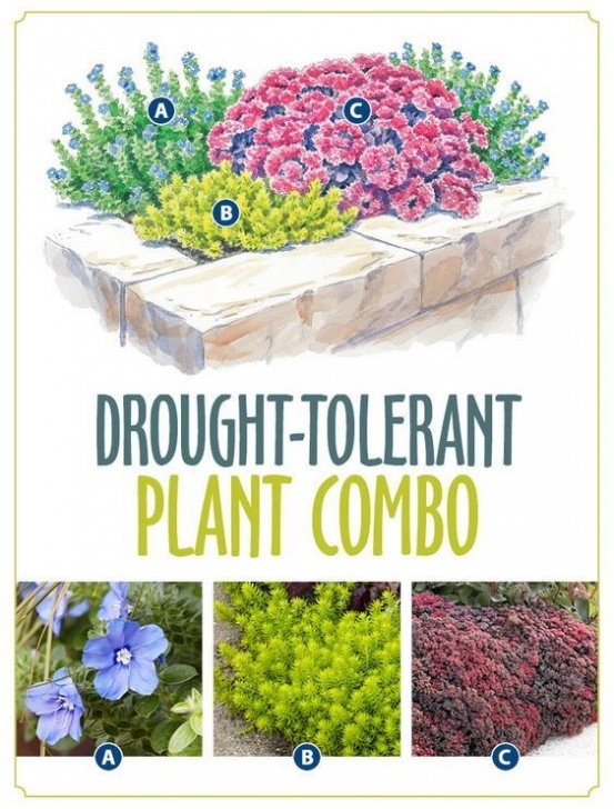 Drought Resistant Vegetables Drought-Tolerant Combo | Backyard Vegetable Gardens Picture 718
