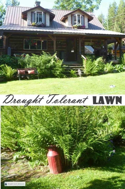 Drought Resistant Vegetables Drought Tolerant Lawn - There'S More To A Lawn Than Grass Image 961