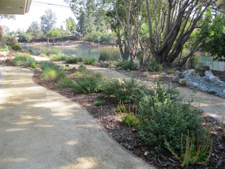 Drought Tolerant Front Yard California Native / Drought Tolerant Front Yard Photo 278