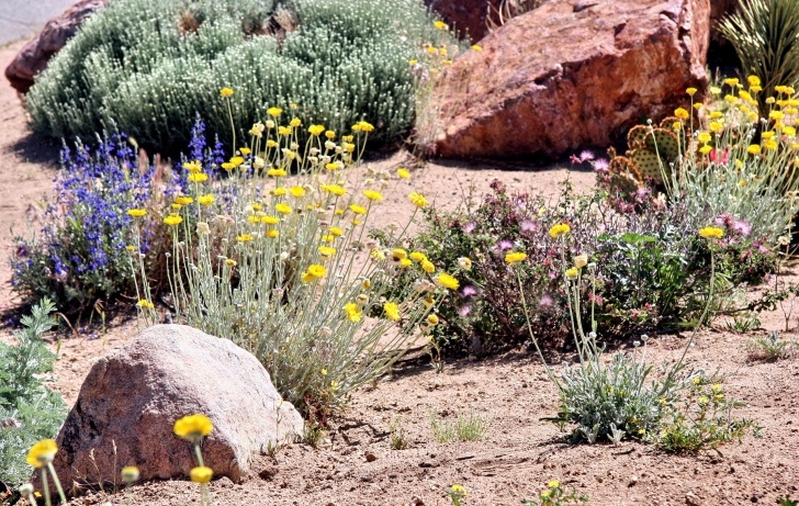 Drought Tolerant Landscape Plants 1-Pick-Drought-Tolerant-Plants : The Power Of Plants Picture 520