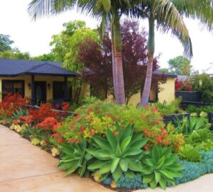 Drought Tolerant Landscape Plants Download Drought Tolerant Tropical Plants | Solidaria Garden Picture 558
